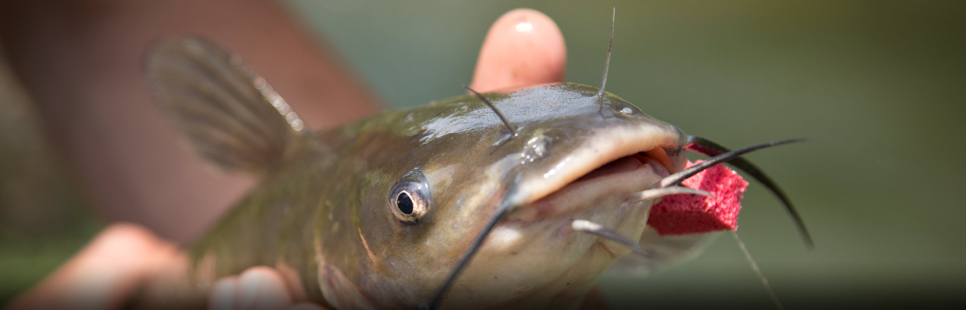 Catfish Kentucky Department of Fish & Wildlife